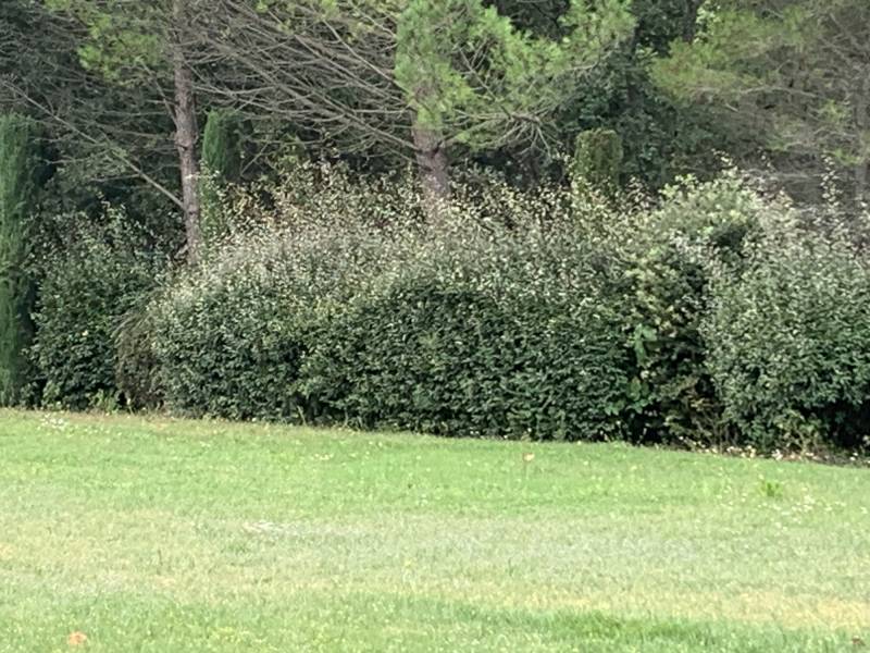 entreprise entretien jardin saint maximin la sainte baume